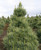 Pinus cembra Westerstede Dwarf Upright Swiss Stone Pine
