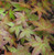 Acer palmatum Corallinum Japanese Maple Tree