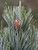 Pinus koraiensis Morris Blue Blue Korean Pine