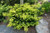 Taxus baccata Watnong Gold Dwarf Spreading Golden English Yew