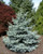 Picea pungens ' Bonny Blue ' Colorado Blue Spruce