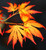 Acer palmatum Orange Dream Japanese Maple Tree spring color