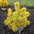 Nisbet's Gold Dwarf Golden Scot's Pine