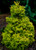 Abies koreana Goldener Traum Dwarf Gold Korean Fir
