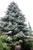 Abies pinsapo Kelleris Spanish Fir