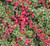 Cotoneaster dammeri Streib's Findling Low Growing Cotoneaster