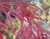 Acer palmatum ' Aka hosada ' Red Strap Leaf Japanese Maple