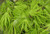 Acer palmatum Elmwood Japanese Maple Tree