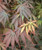 Acer palmatum Inazuma Japanese Maple Tree