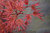 Acer palmatum ' Hino tori nishiki ' Dwarf Variegated Japanese Maple