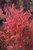 Hino tori nishiki Dwarf Variegated Japanese Maple