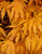Mikazuki Variegated Japanese Maple Fall color