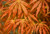 Acer palmatum Mikazuki