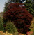 Fagus sylvatica Atropurpurea Red European Beech Tree