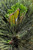 Ogi Dwarf Japanese Black Pine