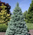 Picea pungens Sester Dwarf Dwarf Blue Spruce