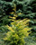 Cupressus leylandii Golconda Golden Leyland Cypress