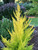 Cupressus macrocarpa 'Donard Gold' Golden Monterey Cypress - Kigi Nursery
