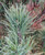 Pinus strobus Diggy Dwarf Eastern White Pine