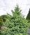 Picea mariana ' Golden ' Yellow Frosted Black Spruce