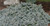 Picea pungens St. Mary's Broom Dwarf Spreading Colorado Blue Spruce
