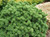 Pinus mugo Sherwood Compact Dwarf Mugo Pine