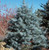 Abies concolor Blue Cloak White Fir Tree