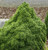 Picea glauca Humpty Dumpty Dwarf Alberta Spruce