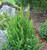Chamaecyparis obtusa Filicoides Compacta Hinoki Cypress