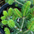 Abies bornmuelleriana Franke Dwarf Turkish Fir