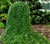 Tsuga heterophylla Thorsen's Weeping Dwarf Western Hemlock