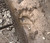 HoHo Farms Black Bear Print