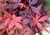 Acer palmatum Hime shojo Dwarf Japanese Maple