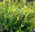 Buxus sinica var. insularis Wee Willie® Dwarf Korean Boxwood