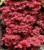 Acer palmatum Skeeters Broom Red Japanese Maple Tree
