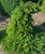 Picea abies Farnsburg Weeping Norway Spruce