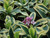 Daphne odora Maejima Variegated Winter Daphne