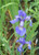 Iris sibirica Blue King Light Purple Flower