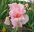 Iris x 'Lenora Pearl' Pale Pink Flower