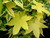 Liquidambar styraciflua Golden Treasure Variegated Sweet Gum