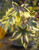 Golden Treasure Variegated Sweet Gum