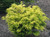 Chamaecyparis obtusa Kerdalo Dwarf Japanese Hinoki Cypress