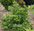 Chamaecyparis obtusa Tsatsumi Hinoki Cypress