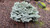 Picea pungens 'Blaukissen' Miniature Colorado Blue Spruce