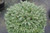 Picea abies Malena Miniature Norway Spruce