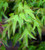 Acer buergerianum Mino yatsubusa Dwarf Trident Maple Tree