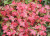 Beni hime Dwarf Red Japanese Maple