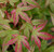 Acer palmatum Kawahara Rose Variegated Japanese Maple