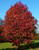 Liquidambar styraciflua Palo Alto Fall Red Sweet Gum