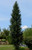 Cedrus atlantica Argentea Fastigiata Narrow Atlas Cedar
